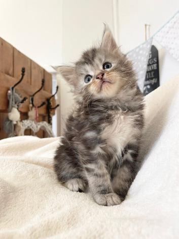 Silver tabby and Black Smoke Maine Coon kittens