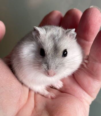 Baby Winter White Russian hamsters (pure bred)