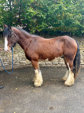 Stunning Clyde x cob gelding 4 yrs old