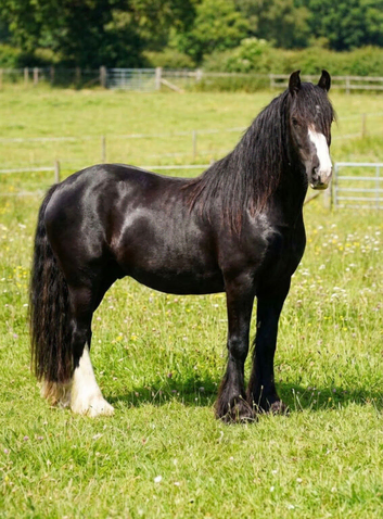 COB  2 year old Filly