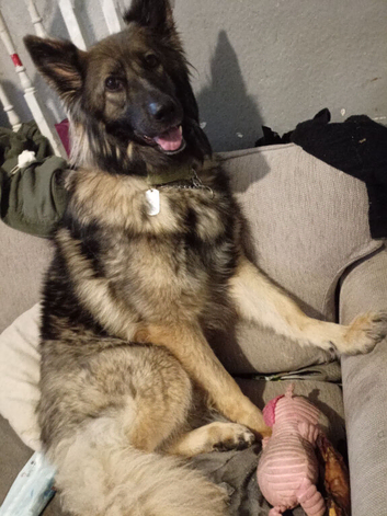 Female German shepard 4 years old