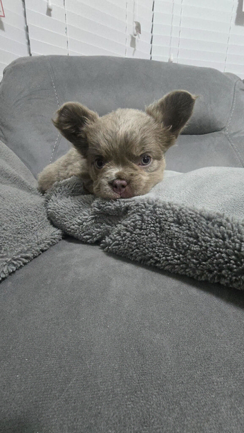 Beautiful french bulldog