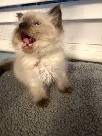 Seal point Ragdoll kitten DNA cleared