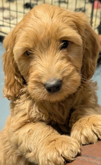 Quality DNA clear Cockapoo puppies from Licensed Breeder