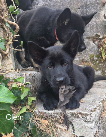 2 beautiful girls looking for new homes