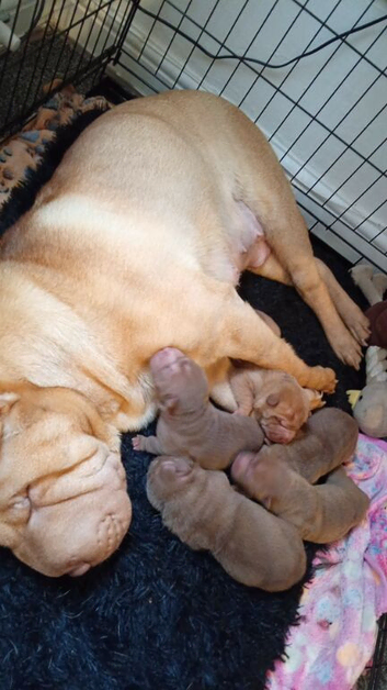 Puppy