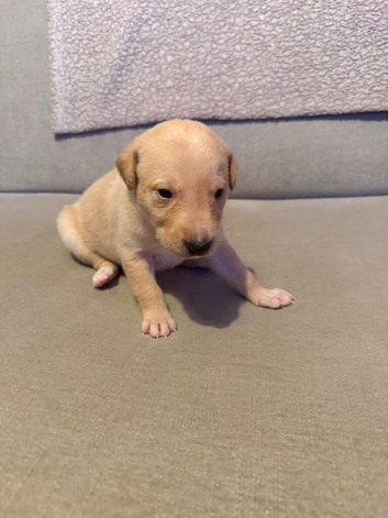 Lurcher pup