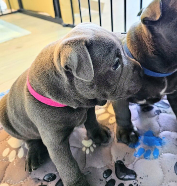 Loving Home Raised Blue Staffordshire Bull Terrier Pups