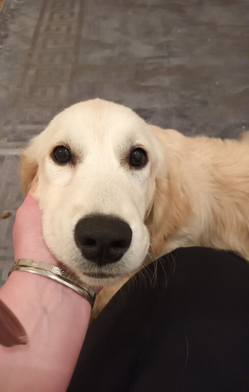 Kc reg Golden retriever female
