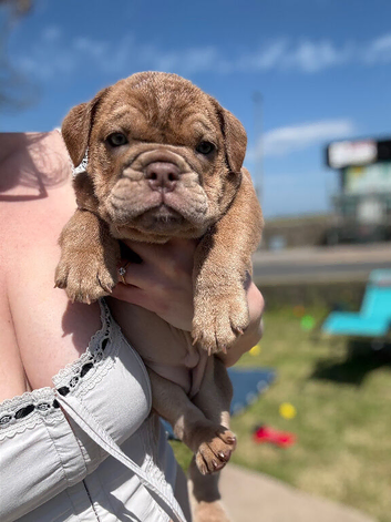 Female English bulldog puppies