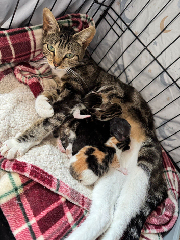 Kittens