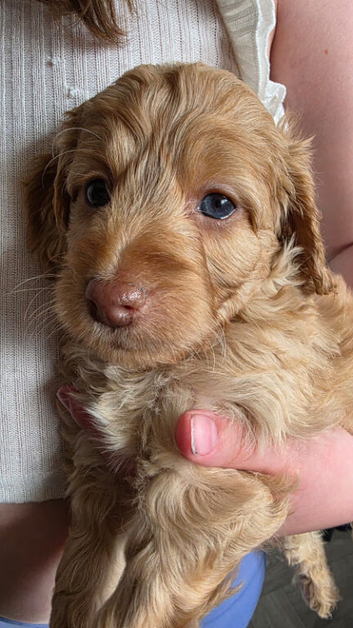 Beautiful Cockapoo Puppies Ready for Their Forever Homes