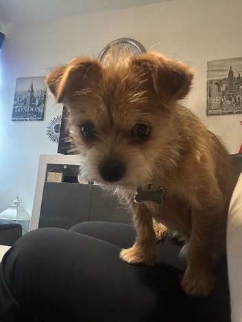 Teddy