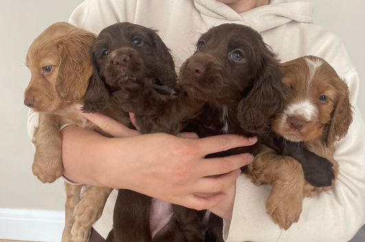Working Cocker Spaniel puppies