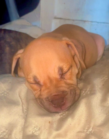Mastiff cross