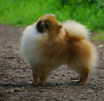 ** Sweet Pomeranian Male available **