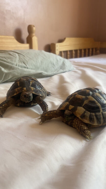 two tortoises