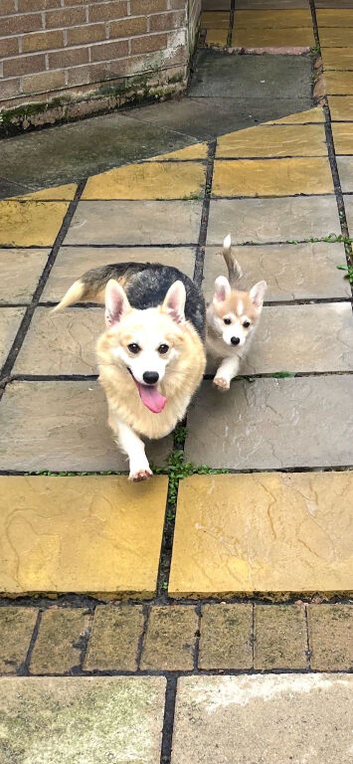Corgi puppy girl for sale