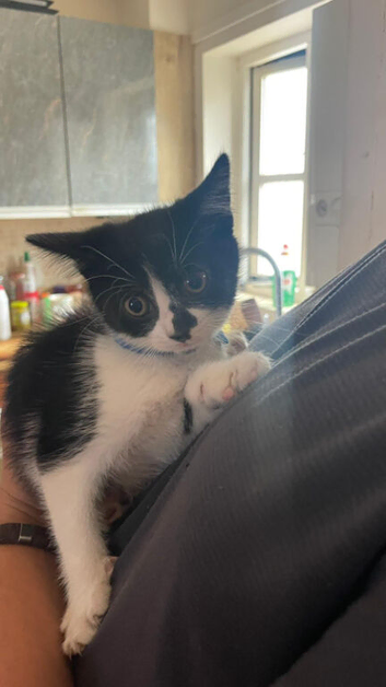 Kittens for sale