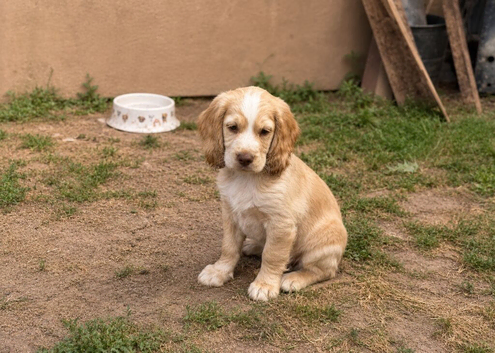 Beautiful Golden Working Sprocker Spaniel Puppies