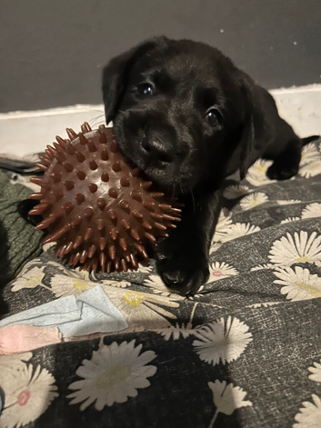 6 week old Labrador puppies