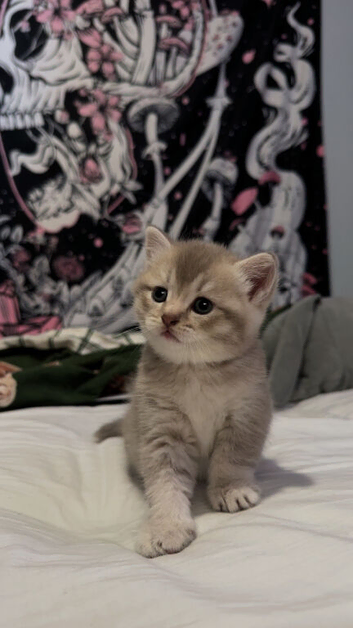 British Shorthair / Longhair Kittens