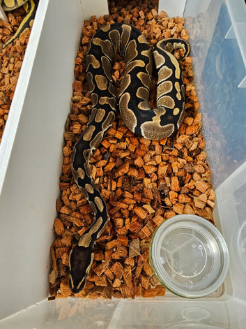 Normal royal python female