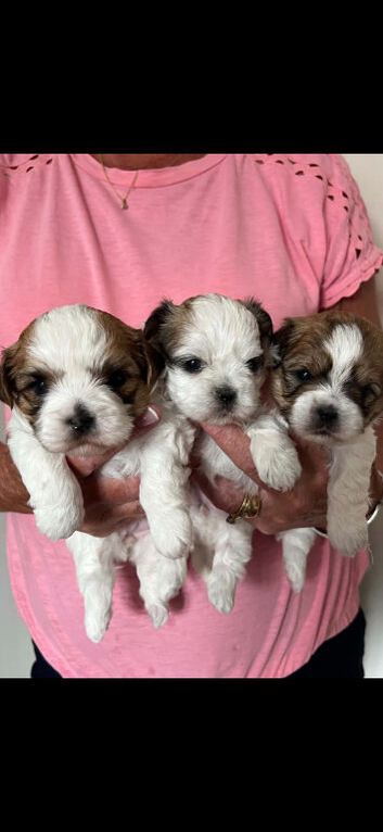 Shihtzu cross Teddy bear Biewer 3 girls