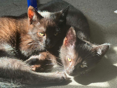 Kittens for sale