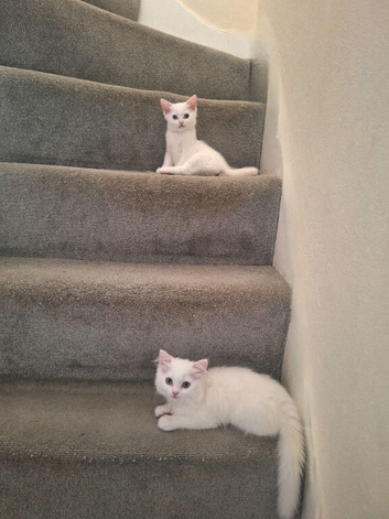 Pure White *Half* British Shorthair Sisters