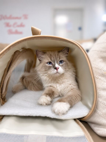 Male Ragdoll