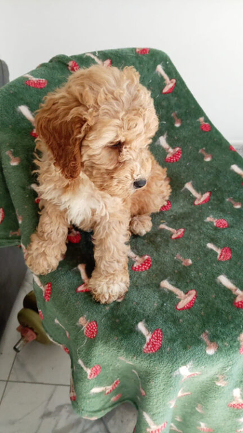 Male cockerpoo