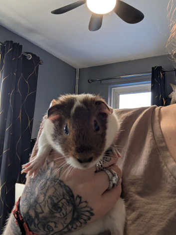 Last boy to find a forever home!
