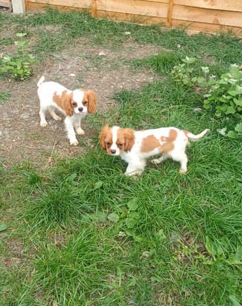 Beautiful blenheim pups