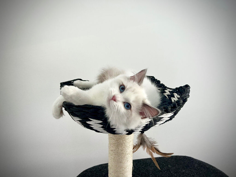 Absolutely gorgeous show quality ragdoll kitten ready to go