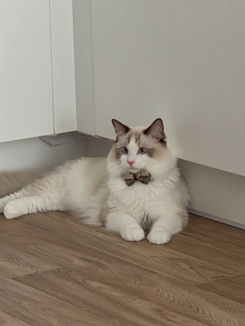 Rehoming 2 gorgeous boys