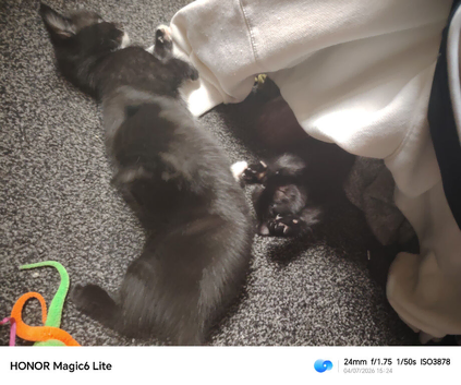 Ready!!! two black kittens girls I got it wrong 1 black and white boy