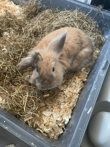Rabbit