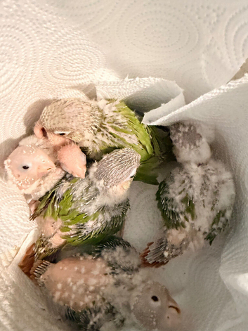 Beautiful baby pineapple conures ready by end of October