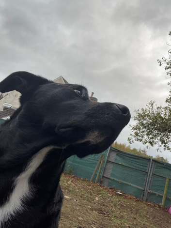 Meet SHEAMUS !   A Lovely Boy for a Loving Home