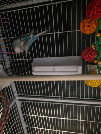 2 boy blue budgies