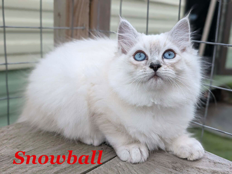 Absolutely beautiful Persian/ragdoll Kittens Persian
