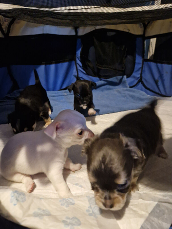Chihuahua puppy's