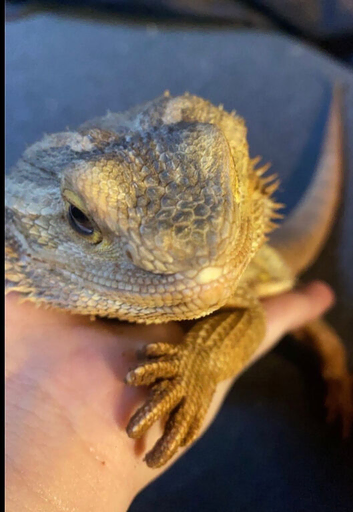 Female bearded dragon