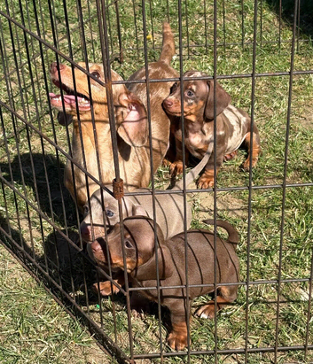 Beautiful minature dachshund puppies