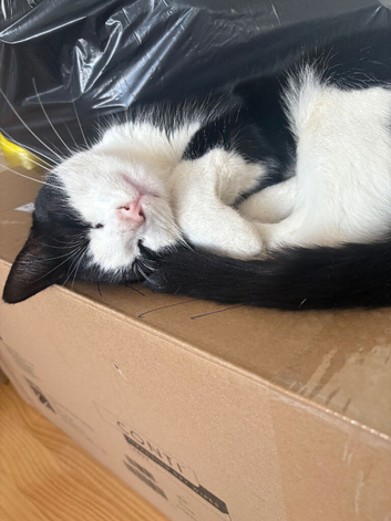 2 male cats, 8/9 months old free to good home!