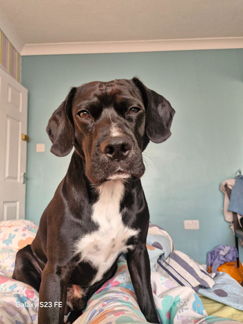 Lovely dog