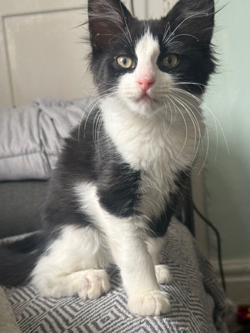 Fluffy black and white female