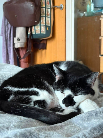 Wispa female indoor cat