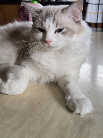 Purebred Ragdoll female cat
